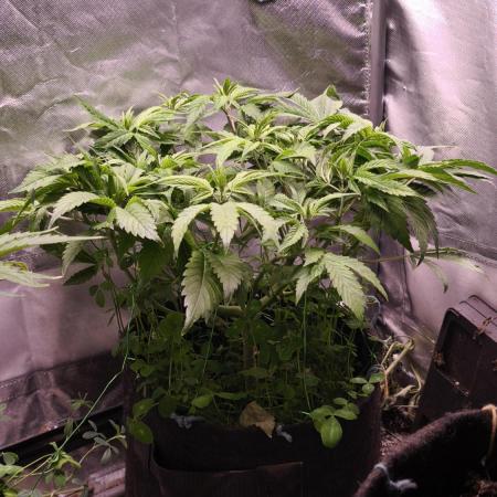 Apricot Auto@FastBuds