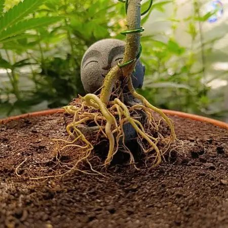 Kannabonsai@KANNABIA 🐉🧡