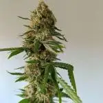 Gelato K @KANNABIA