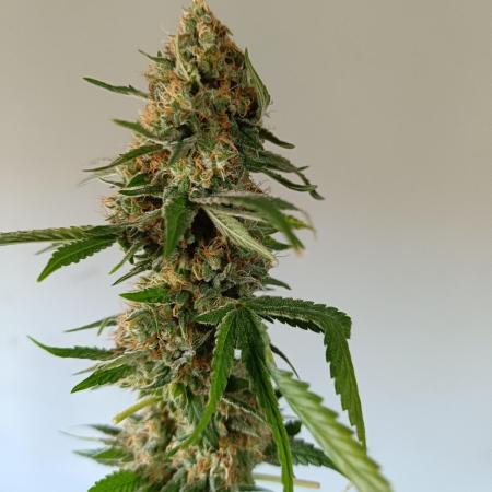 Gelato K @KANNABIA