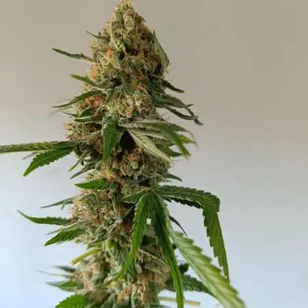 Gelato K @KANNABIA