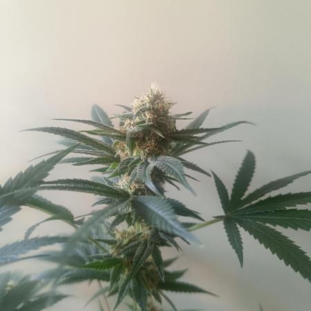 Gelato K @KANNABIA
