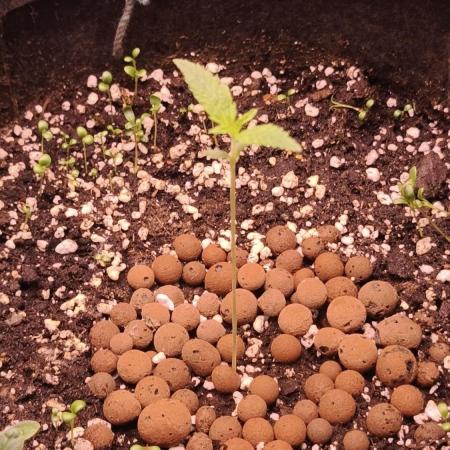 Apricot Auto@FastBuds