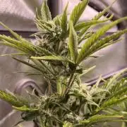 Northern dragon fuel Auto@SSSC