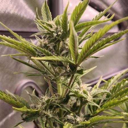 Northern dragon fuel Auto@SSSC