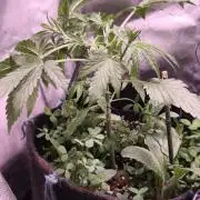 Northern dragon fuel Auto@SSSC