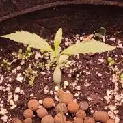 Northern dragon fuel Auto@SSSC