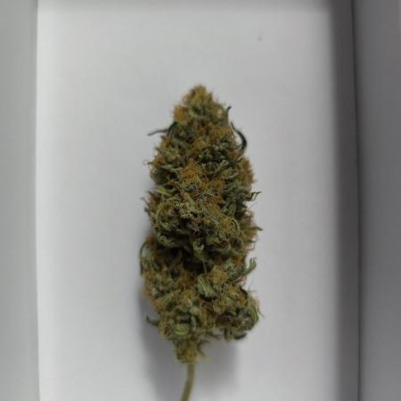 Gelato K @KANNABIA