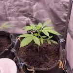 Auto AK-47 XL@DivineSeeds