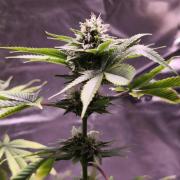The Tropical Ice Cream One@USAGenetics26