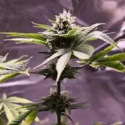 The Tropical Ice Cream One@USAGenetics26