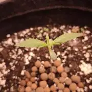 Northern dragon fuel Auto@SSSC