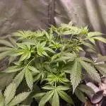 Auto AK-47 XL@DivineSeeds
