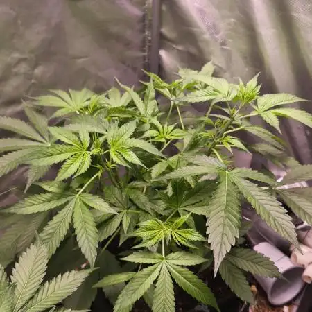 Auto AK-47 XL@DivineSeeds