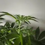 Auto AK-47 XL@DivineSeeds
