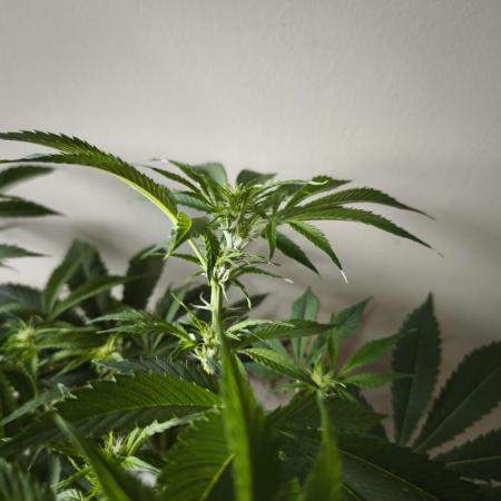 Auto AK-47 XL@DivineSeeds