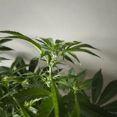 Auto AK-47 XL@DivineSeeds