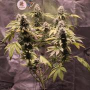 The Tropical Ice Cream One@USAGenetics26