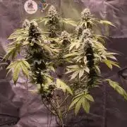 The Tropical Ice Cream One@USAGenetics26