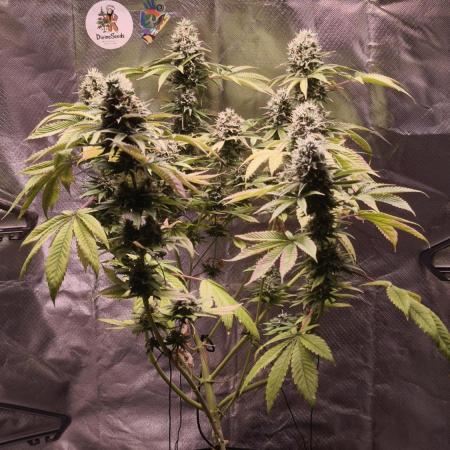 The Tropical Ice Cream One@USAGenetics26
