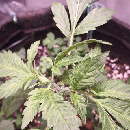 Apricot Auto@FastBuds