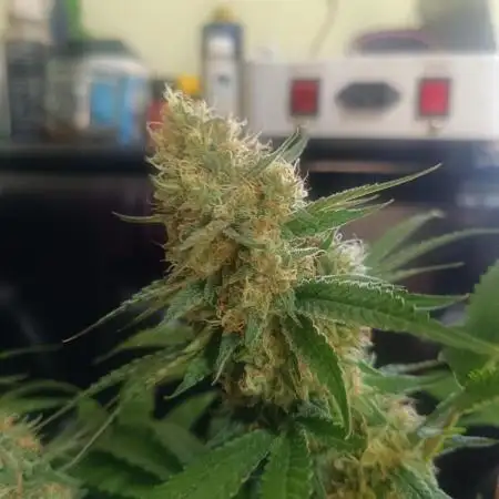 Gelato K @KANNABIA
