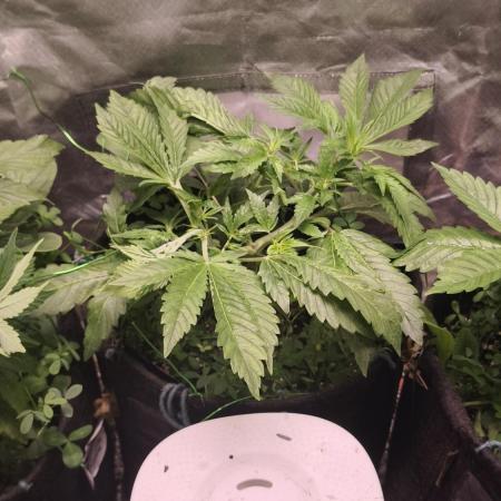 Apricot Auto@FastBuds