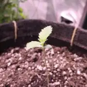 Sticky Broccoli@Zamnesia | Plagron