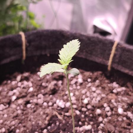 Sticky Broccoli@Zamnesia | Plagron