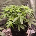 Auto AK-47 XL@DivineSeeds