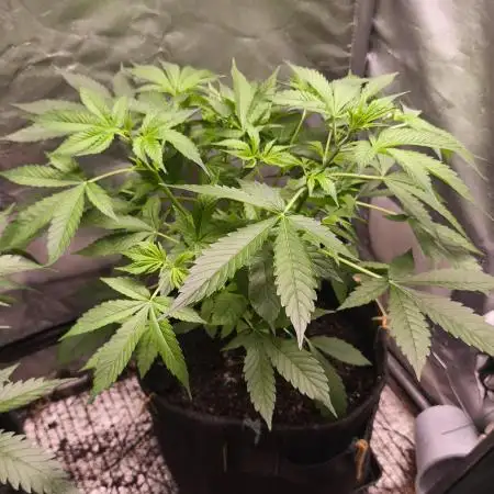 Auto AK-47 XL@DivineSeeds