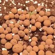 Apricot Auto@FastBuds