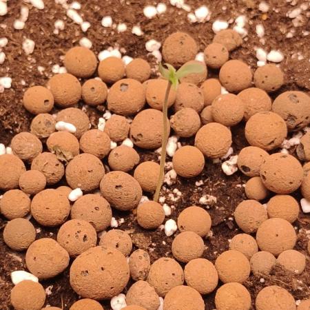 Apricot Auto@FastBuds