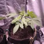Auto AK-47 XL@DivineSeeds