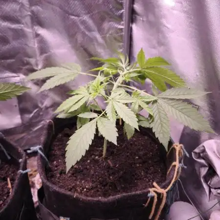 Auto AK-47 XL@DivineSeeds