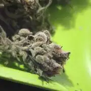 Northern dragon fuel Auto@SSSC