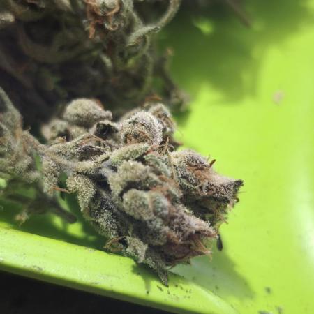 Northern dragon fuel Auto@SSSC