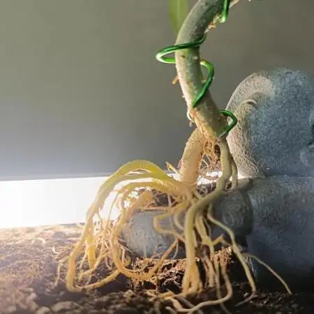 Kannabonsai@KANNABIA 🐉🧡