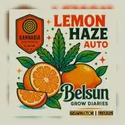 Lemon Haze Auto@KANNABIA