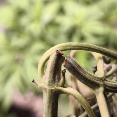 #FAILED Glue XXL Auto@IZI