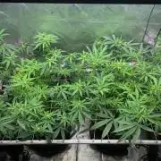 R11: Purple Ghost Candy