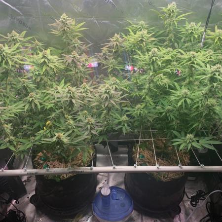 R11: Purple Ghost Candy