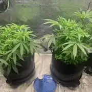 R11: Purple Ghost Candy