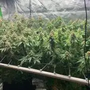 R16: Blue Gelato