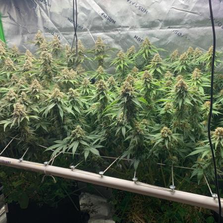 R16: Blue Gelato