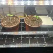 R15: Badazz OG Cheese