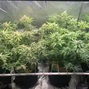 R11: Purple Ghost Candy