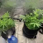 R11: Purple Ghost Candy