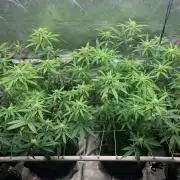 R11: Purple Ghost Candy