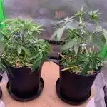 R11: Purple Ghost Candy